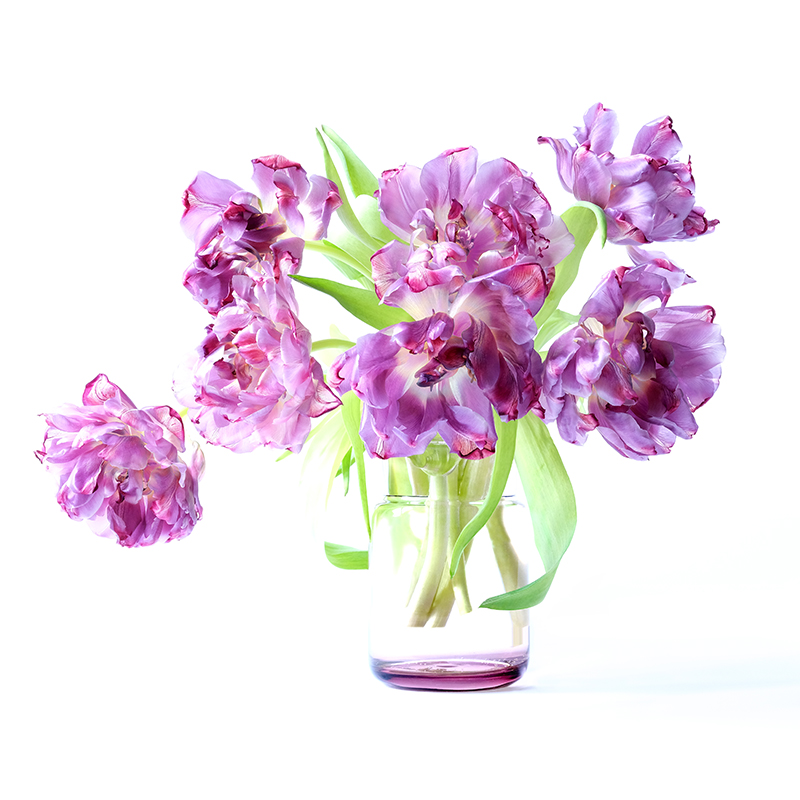 Bright purple tulips