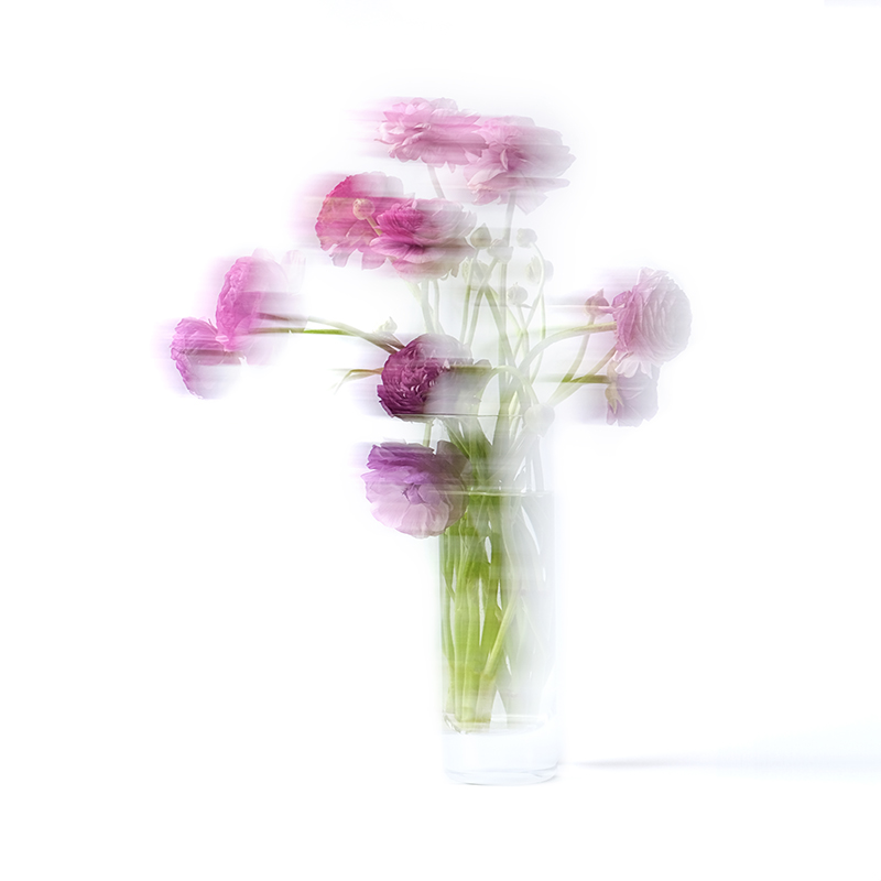 Bright purple ranunculus blurry