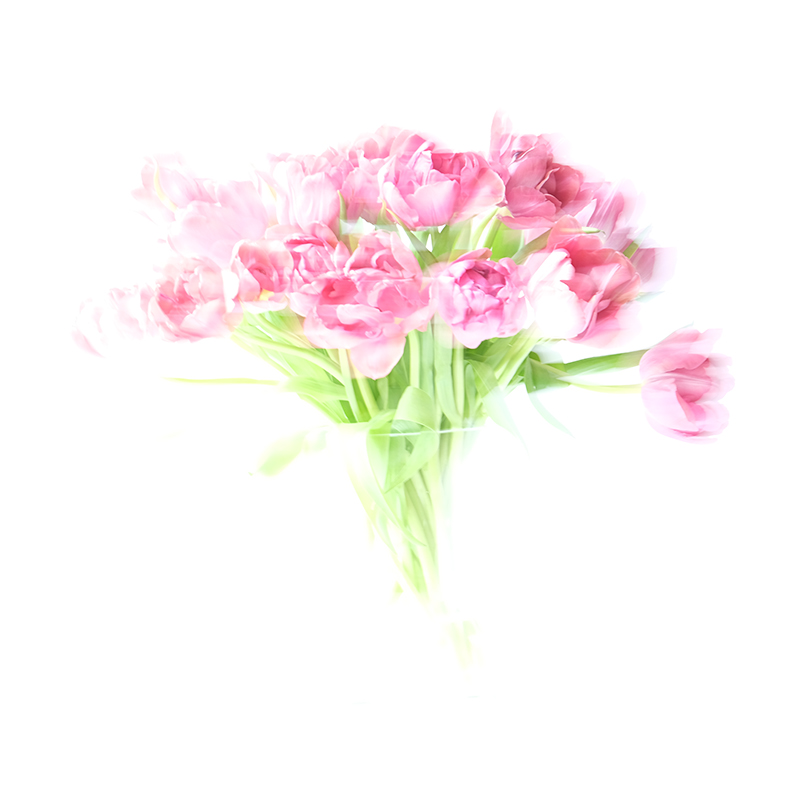 Bright red tulips blurry