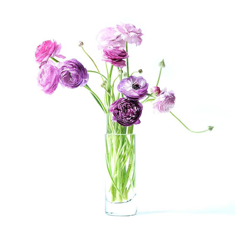 Bright purple ranunculus