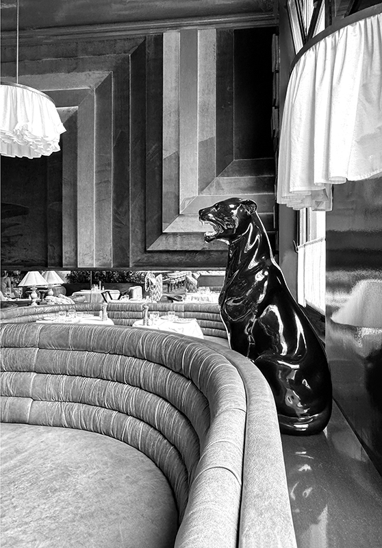 Black Jaguar in the Edmondo